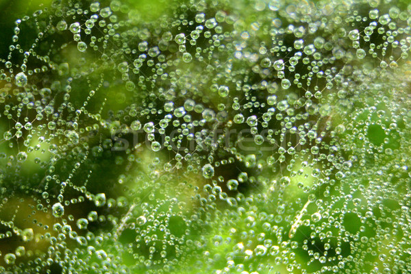 Su küçük su damlası yeşil doku orman Stok fotoğraf © jonnysek