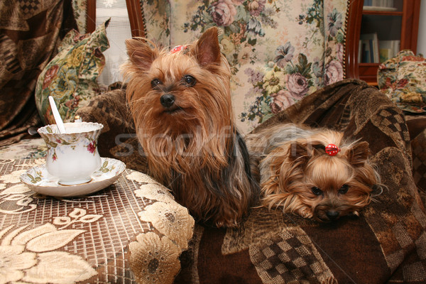 Yorkshire twee mooie drinken koffie Stockfoto © jonnysek