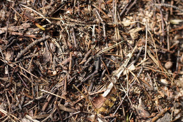 Ant kolonia czech lasu budynku pracy Zdjęcia stock © jonnysek