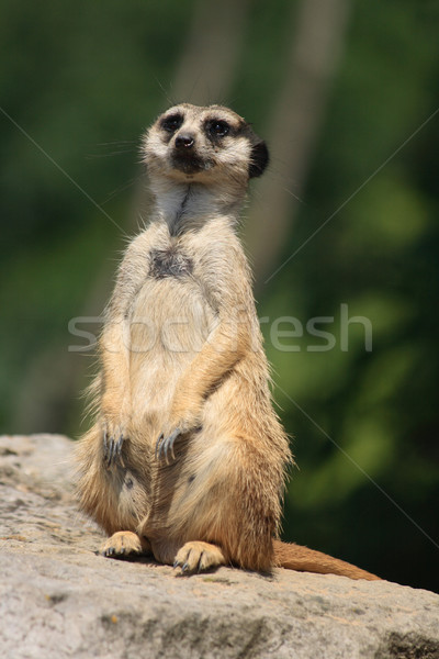 Foto stock: Animal · olhando · amigos · cara · natureza · verde