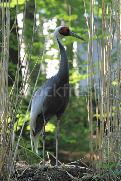 heron bird Stock photo © jonnysek