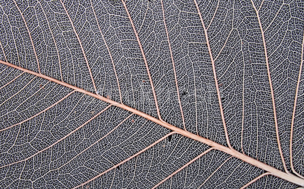 葉 テクスチャ 抽象的な 森林 自然 光 ストックフォト © jonnysek
