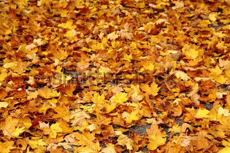 autumnal leaves Stock photo © jonnysek