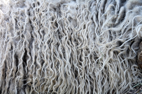 fleece background Stock photo © jonnysek