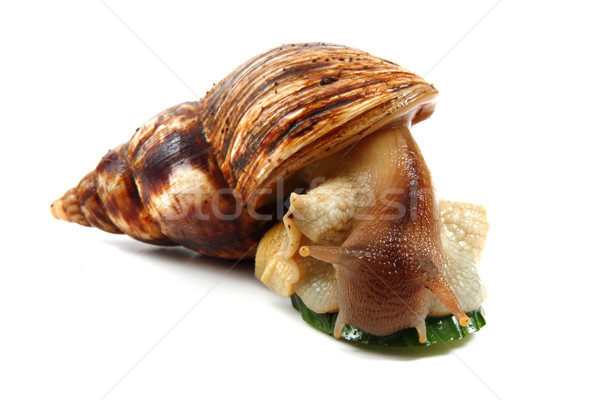 商业照片: 蜗牛    孤立    白    性质    壳 / big achatina snail