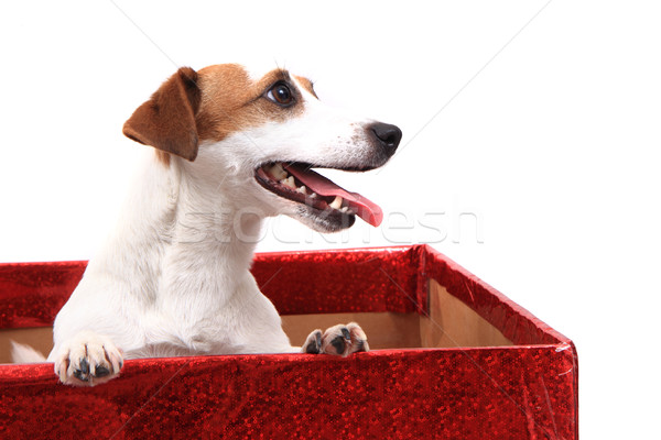 Jack Russell Terrier isoliert weiß Hund Porträt Tier Stock foto © jonnysek