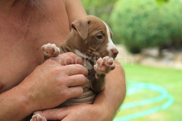 American Pit Bull Terrier puppy Stock photo © jonnysek