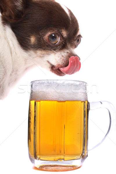 Wody piwa pitnej biały zwierząt alkoholu Zdjęcia stock © jonnysek