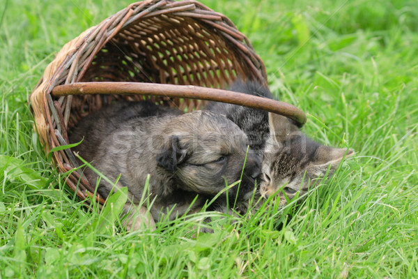 Kot psa znajomych koszyka walentynki dzień Zdjęcia stock © jonnysek