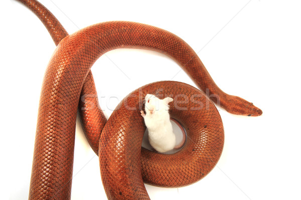 Foto stock: Arco-íris · serpente · amigo · mouse · pequeno · branco