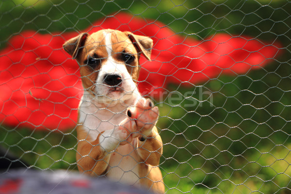 American Pit Bull Terrier Stock photo © jonnysek