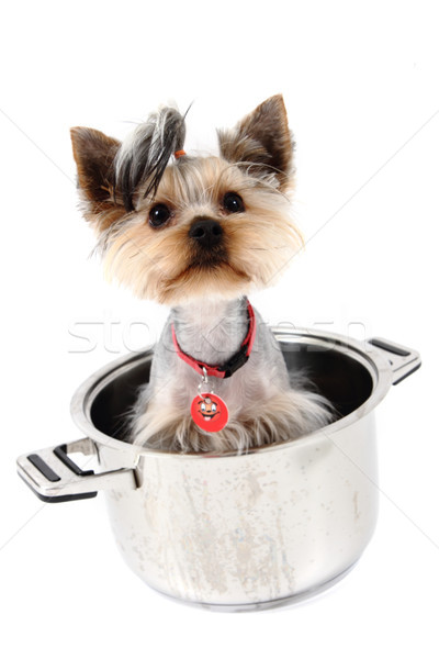 small yorkie dog in the pot Stock photo © jonnysek