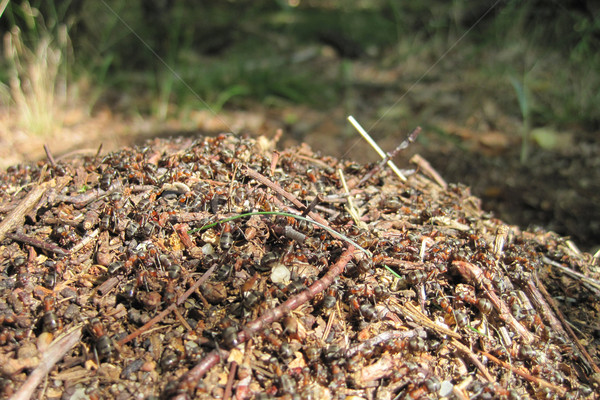 Ant kolonia nice zwierząt budynku charakter Zdjęcia stock © jonnysek