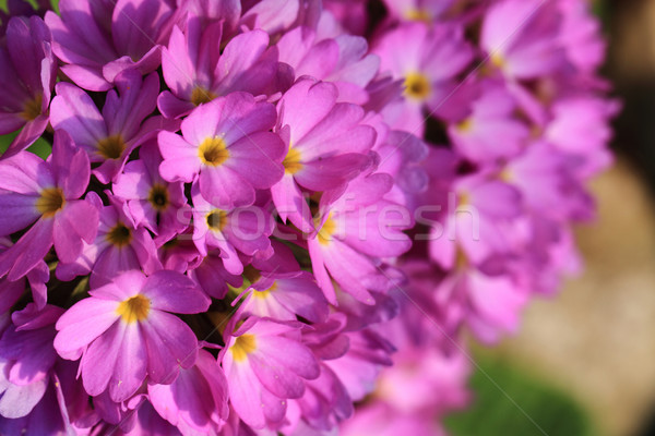 Violet bloemen textuur mooie voorjaar abstract Stockfoto © jonnysek