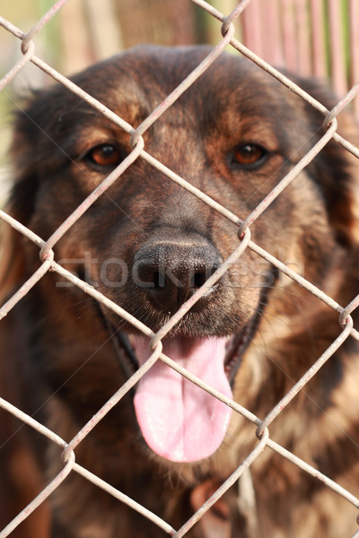 very nice dog Stock photo © jonnysek
