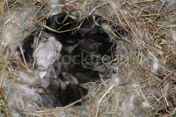 small rabbits Stock photo © jonnysek