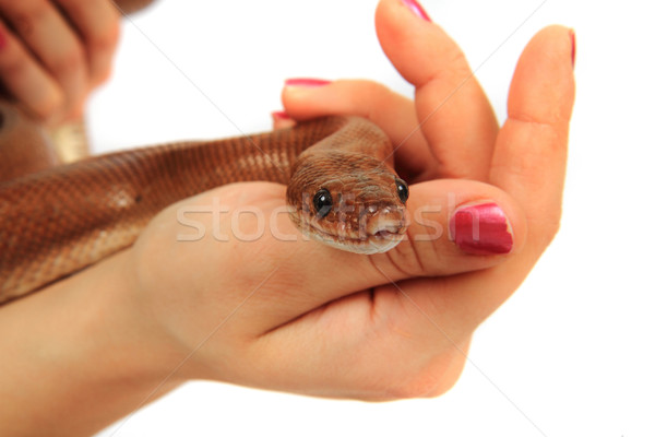 rainbow boa snake and human hands Stock photo © jonnysek