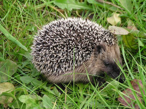 hedgehog in the grass Stock photo © jonnysek