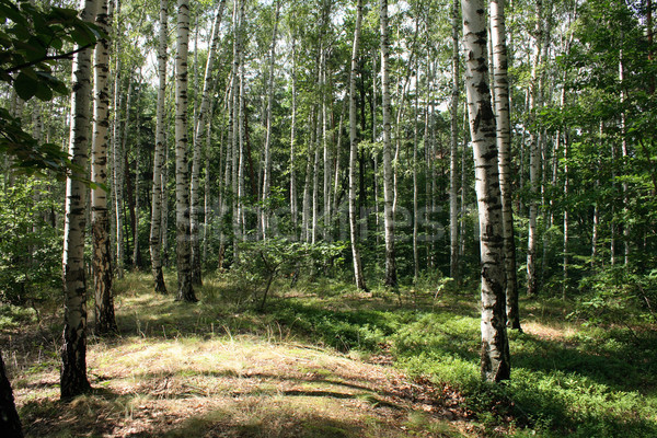 deep czech forest Stock photo © jonnysek