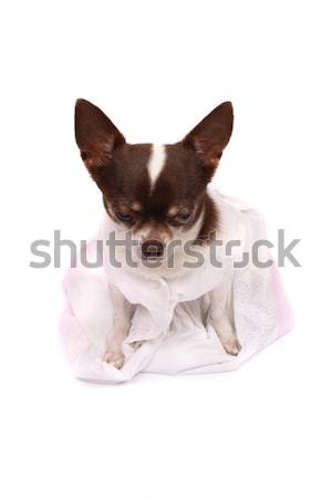 Agradable vestido pequeño perro boda belleza Foto stock © jonnysek