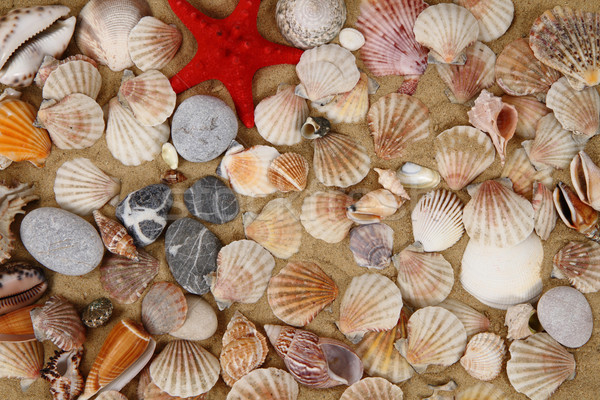 summer sea shells in the yellow sand Stock photo © jonnysek