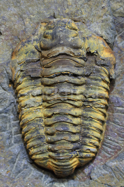 Stock photo: trilobite fossil as very nice background