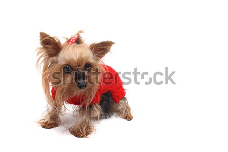 Yorkshire mooie hond witte partij model Stockfoto © jonnysek