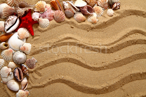 sea shells in the sand Stock photo © jonnysek