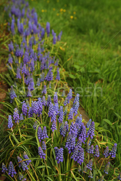 muscari flowers Stock photo © jonnysek