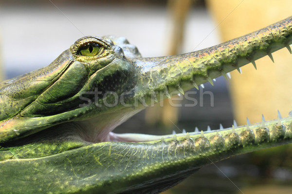 gavial detail (small aligator head) Stock photo © jonnysek
