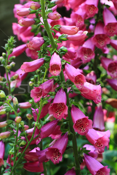 Stock photo: digitalis flowers background