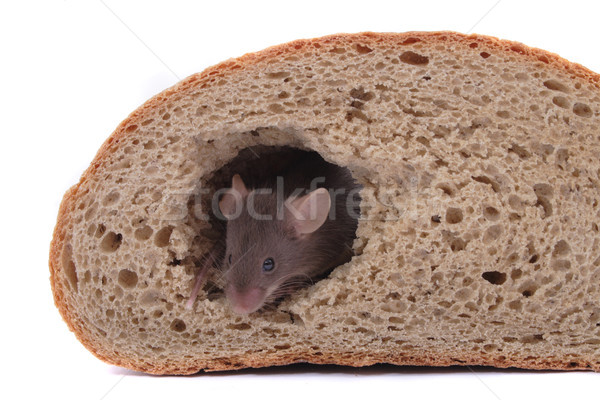 mouse and their house Stock photo © jonnysek