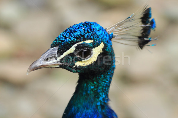 head of peacock  Stock photo © jonnysek