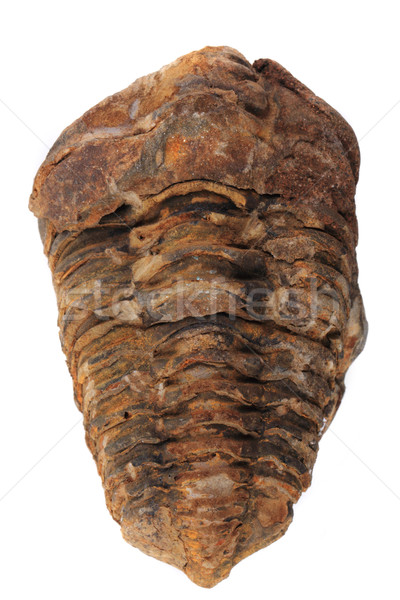 trilobite fossil isolated Stock photo © jonnysek