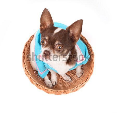 chihuahua in the basket Stock photo © jonnysek