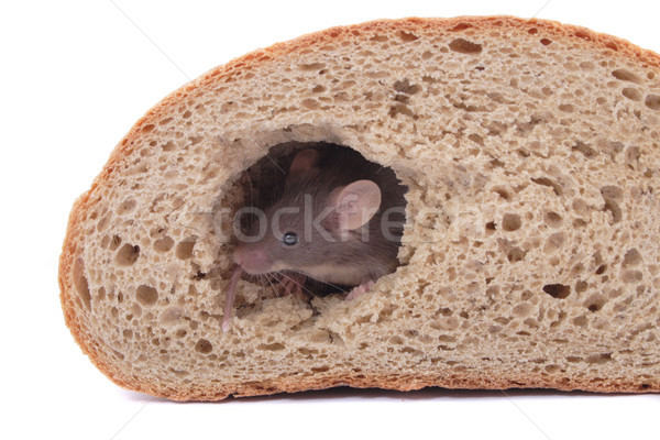mouse and the bread Stock photo © jonnysek