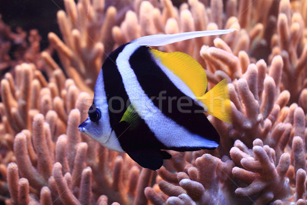 exotic fish in the sea  Stock photo © jonnysek