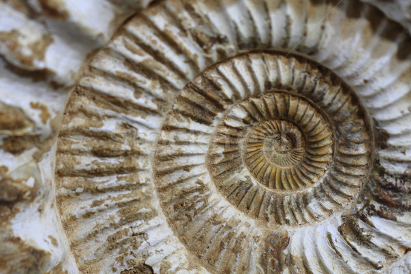 Fossil nice natürlichen Geologie Textur Schnecke Stock foto © jonnysek