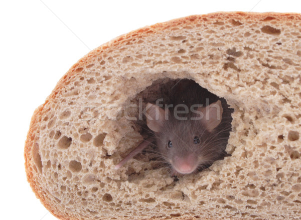 mouse and the bread Stock photo © jonnysek