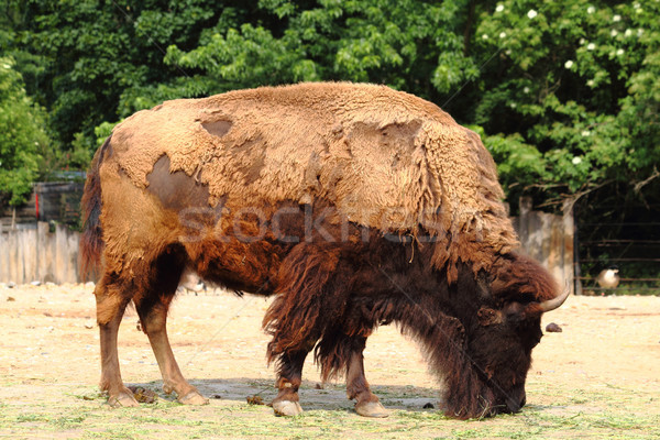 Bison wenig Bauernhof Wald Stock foto © jonnysek