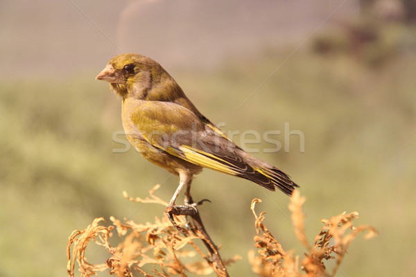 Mały wróbel ptaków nice naturalnych Fotografia Zdjęcia stock © jonnysek