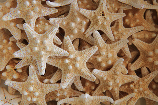 seastar texture (starfish background)  Stock photo © jonnysek