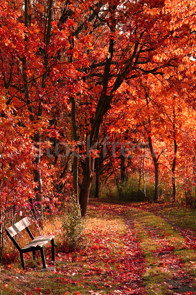 Stockfoto: Bank · najaar · park · mooie · natuurlijke · boom