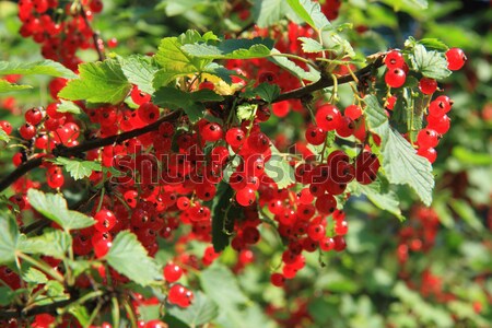 red currant plant  Stock photo © jonnysek
