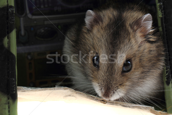 Jonge hamster huis haren achtergrond Stockfoto © jonnysek