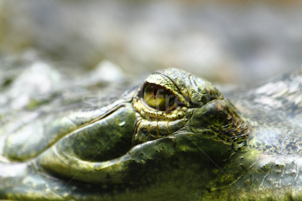 alligator eye Stock photo © jonnysek