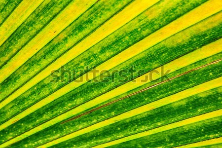 green natural leaf background Stock photo © jonnysek