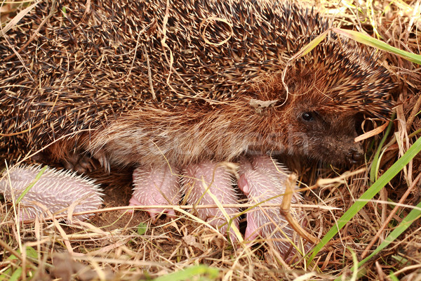 Pequeño madre otono hierba naturaleza verano Foto stock © jonnysek