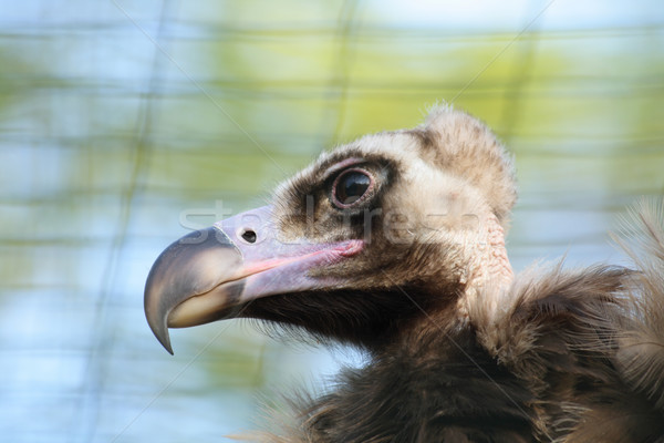 Stock photo: head of vulture