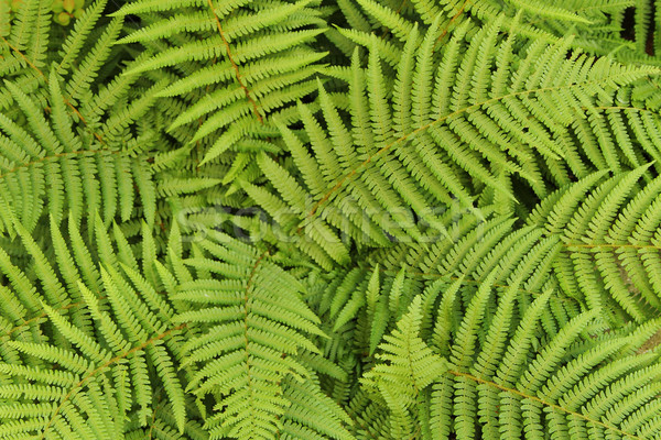 green leafy background from the forest Stock photo © jonnysek